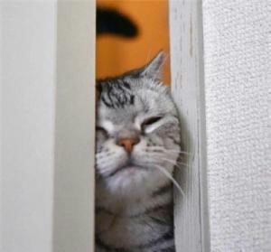 為什么你的貓咪喜歡跟著你上廁所